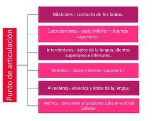 Bilabiales.- contacto de los labios.


                          Labiodentales.- labio inferior y dientes
Punto de articulación


                                       superiores.

                         Interdentales.- ápice de la lengua, dientes
                                  superiores e inferiores.


                            Dentales.- ápice y dientes superiores.


                          Alveolares.- alveolos y ápice de la lengua.


                        Velares.- zona velar el posdorso sube al velo del
                                             paladar.
 