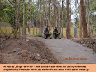 The road to College – short-cut – from behind of East Hostel. We usually walked into
college this way from North Hostel. No monkey business then. Now it seems walled up.
 