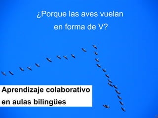 ¿Porque las aves vuelan  en forma de V? Aprendizaje colaborativo  en aulas bilingües 