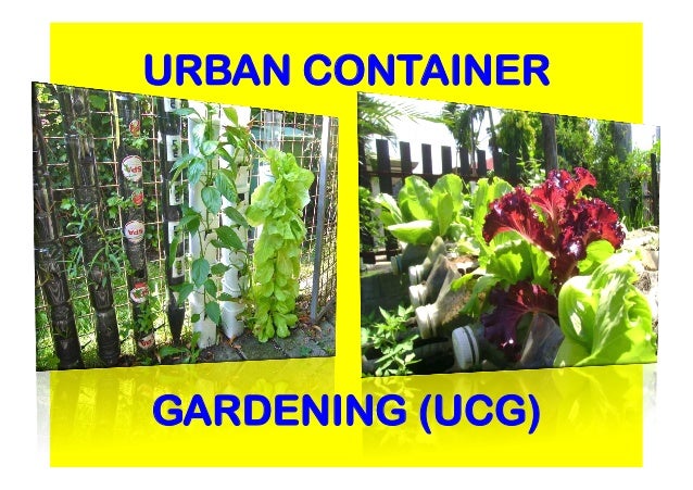 A Case Presentation on Urban Container Gardening UCG Jojo Rom URBAN CONTAINERGARDENING UCG 13