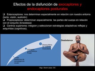 Efectos de la disfunción de exocaptores y
endocaptores posturales
Leves
trastornos de
convergencia
ocular
Asimetría
CoxoPélvica-
Podal
Desequilibrio
de cadenas
musculares
 Exteroceptores: nos determinan espacialmente en relación con nuestro entorno
(tacto, visión, audición)
 Propioceptores: determinan espacialmente las partes del cuerpo en relación
con el conjunto (kinestesia)
 Centros superiores: integran y seleccionan estrategias adaptativas reflejas y
adquiridas (cognitivas).
Desbalance
Klgo. David López DC
 