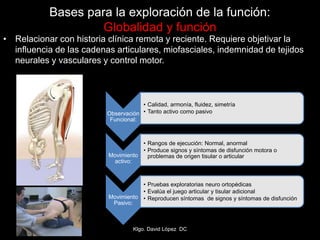 Bases para la exploración de la función:
Globalidad y función
• Relacionar con historia clínica remota y reciente. Requiere objetivar la
influencia de las cadenas articulares, miofasciales, indemnidad de tejidos
neurales y vasculares y control motor.
Klgo. David López DC
Observación
Funcional:
• Calidad, armonía, fluidez, simetría
• Tanto activo como pasivo
Movimiento
activo:
• Rangos de ejecución: Normal, anormal
• Produce signos y síntomas de disfunción motora o
problemas de origen tisular o articular
Movimiento
Pasivo:
• Pruebas exploratorias neuro ortopédicas
• Evalúa el juego articular y tisular adicional
• Reproducen síntomas de signos y síntomas de disfunción
 