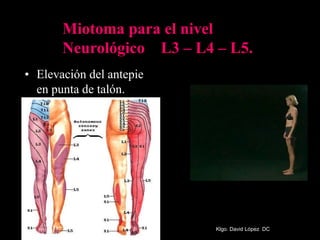 • Elevación del antepie
en punta de talón.
Miotoma para el nivel
Neurológico L3 – L4 – L5.
Klgo. David López DC
 