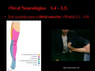 •Nivel Neurológico L4 – L5.
• Test resistido para el tibial anterior. (Winkle L3 – L4)
Klgo. David López DC
 