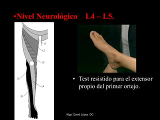 •Nivel Neurológico L4 – L5.
• Test resistido para el extensor
propio del primer ortejo.
Klgo. David López DC
 