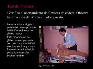 Test de Thomas
•Verifica el acortamiento de flexores de cadera. Observe
la retracción del MI en el lado opuesto.
• La retracción y trigger
points del psoas produce
inhibición recíproca del
glúteo mayor.
• Esta hipofunción del
glúteo es compensada
con una mayor actividad
erectora espinal y mayor
frecuencia de lumbalgia
por fatiga muscular
espinal lumbar.
Klgo. David López DC
 