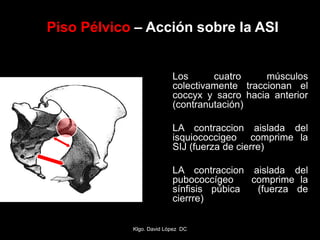Piso Pélvico – Acción sobre la ASI
Los cuatro músculos
colectivamente traccionan el
coccyx y sacro hacia anterior
(contranutación)
LA contraccion aislada del
isquiococcigeo comprime la
SIJ (fuerza de cierre)
LA contraccion aislada del
pubococcígeo comprime la
sínfisis púbica (fuerza de
cierrre)
Klgo. David López DC
 