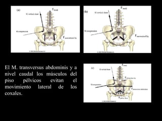 El M. transversus abdominis y a
nivel caudal los músculos del
piso pélvicos evitan el
movimiento lateral de los
coxales.
 