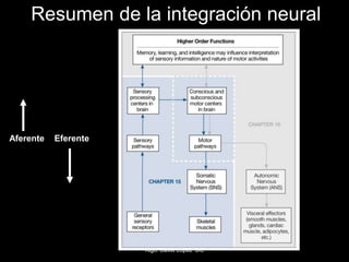 Resumen de la integración neural
Aferente Eferente
Klgo. David López DC
 