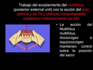 Trabajo del acoplamiento del multífidus
(posterior external unit) con la acción del piso
pélvico y de TA y oblícuos conjuntamente
estabilizan indirectamente las ASI
• La acción del
Multifidus
multifidus,
iliococcigeo e
isquiococcigeo
mantienen control
sobre la posición
del sacro
 