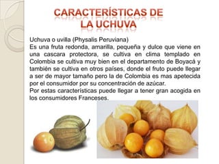 Uchuva o uvilla (Physalis Peruviana)
Es una fruta redonda, amarilla, pequeña y dulce que viene en
una cascara protectora, se cultiva en clima templado en
Colombia se cultiva muy bien en el departamento de Boyacá y
también se cultiva en otros países, donde el fruto puede llegar
a ser de mayor tamaño pero la de Colombia es mas apetecida
por el consumidor por su concentración de azúcar.
Por estas características puede llegar a tener gran acogida en
los consumidores Franceses.
 