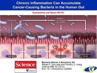 Chronic Inflammation Can Accumulate
Cancer-Causing Bacteria in the Human Gut
Escherichia coli Strain NC101

 
