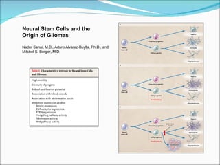 Neural Stem Cells and the  Origin of Gliomas Nader Sanai, M.D., Arturo Alvarez-Buylla, Ph.D., and Mitchel S. Berger, M.D. 