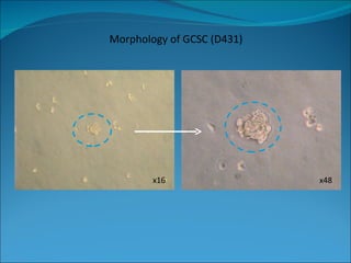 x16 x48 Morphology of GCSC (D431) 