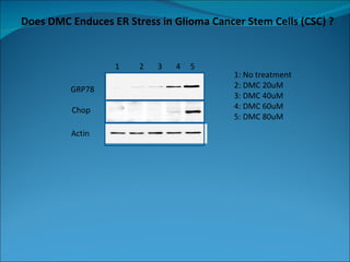 Does DMC Enduces ER Stress in Glioma Cancer Stem Cells (CSC) ?  1  2  3  4  5  GRP78 Chop Actin 1: No treatment 2: DMC 20uM 3: DMC 40uM 4: DMC 60uM 5: DMC 80uM 