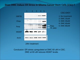 Does DMC Induce ER Stress in Glioma Cancer Stem Cells (CSC) ?  1  2  3  4  5  GRP78 Chop Actin Parp MGMT Conclusion: ER stress upregulated at DMC 60 uM in CSC.  DMC at 60 uM reduces MGMT levels. 24hr treatment Cl. parp Parp 1: No treatment 2: DMC 20uM 3: DMC 40uM 4: DMC 60uM 5: DMC 80uM CSC-D431 