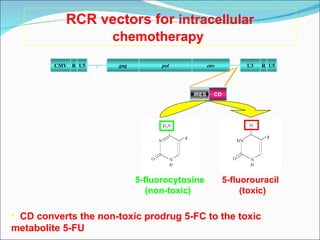 RCR vectors for  intracellular chemotherapy   CD converts the non-toxic prodrug 5-FC to the toxic metabolite 5-FU  gag pol env U5 R CMV U5 R U3 IRES CD 5-fluorocytosine (non-toxic)  5-fluorouracil (toxic)  