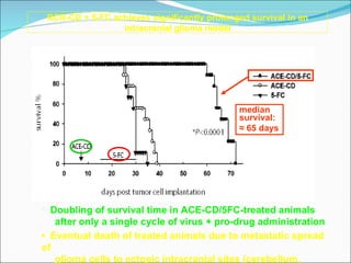 RCR-CD + 5-FC achieves significantly prolonged survival in an intracranial glioma model Doubling of survival time in ACE-CD/5FC-treated animals after only a single cycle of virus + pro-drug administration ▪  Eventual death of treated animals due to metastatic spread of glioma cells to ectopic intracranial sites (cerebellum, brainstem) median survival: ≈  65 days 