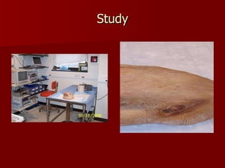 Study Yorkshire  cadaver pig head OMFS Endoscopic Research Center 