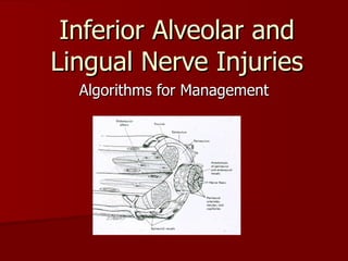 Inferior Alveolar and Lingual Nerve Injuries Algorithms for Management 