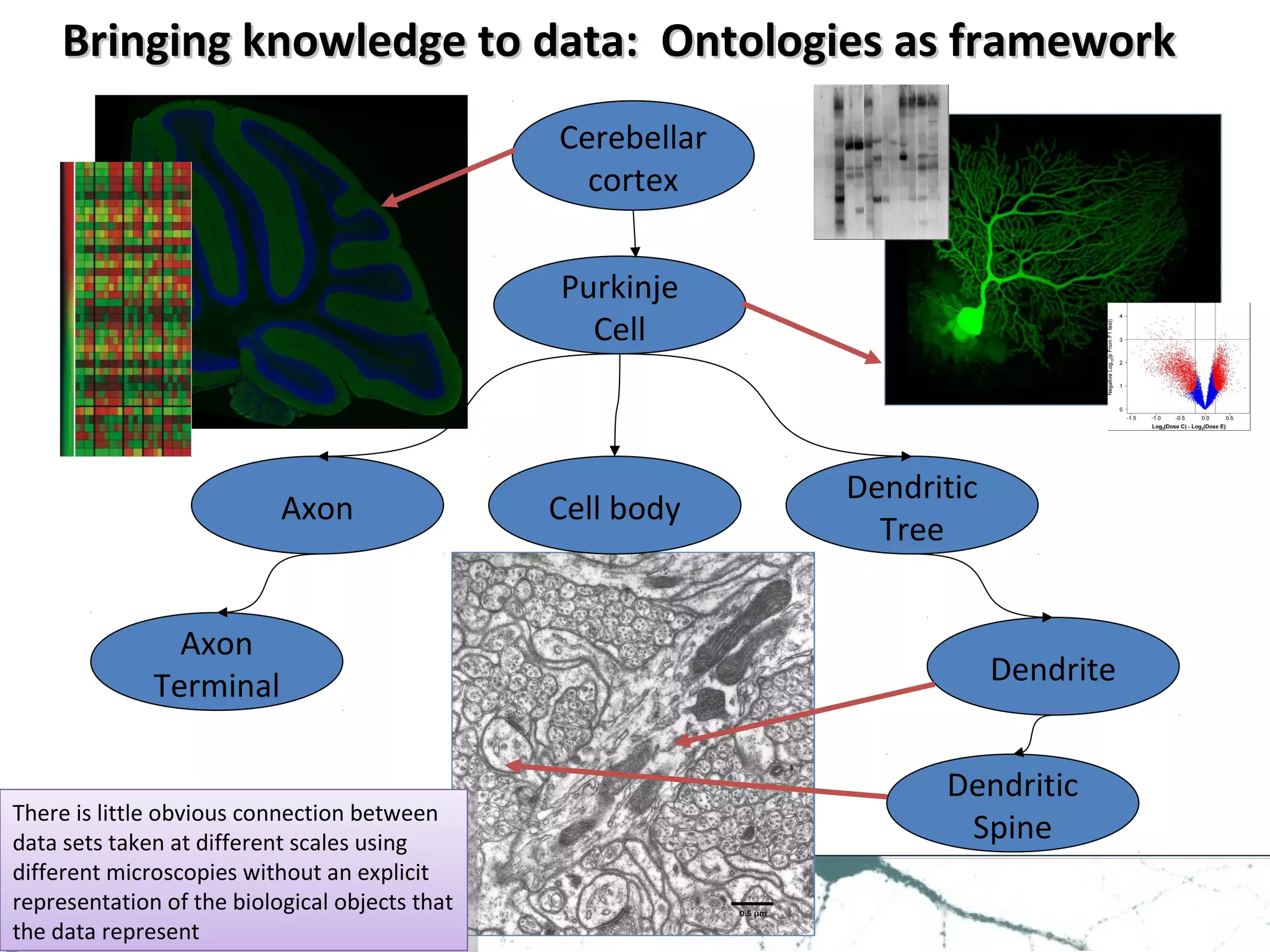 Purkinje
Cell
Axon
Terminal
Axon
Dendritic
Tree
Dendritic
Spine
Dendrite
Cell body
Cerebellar
cortex
Bringing knowledge to data: Ontologies as frameworkBringing knowledge to data: Ontologies as framework
There is little obvious connection between
data sets taken at different scales using
different microscopies without an explicit
representation of the biological objects that
the data represent
There is little obvious connection between
data sets taken at different scales using
different microscopies without an explicit
representation of the biological objects that
the data represent
 