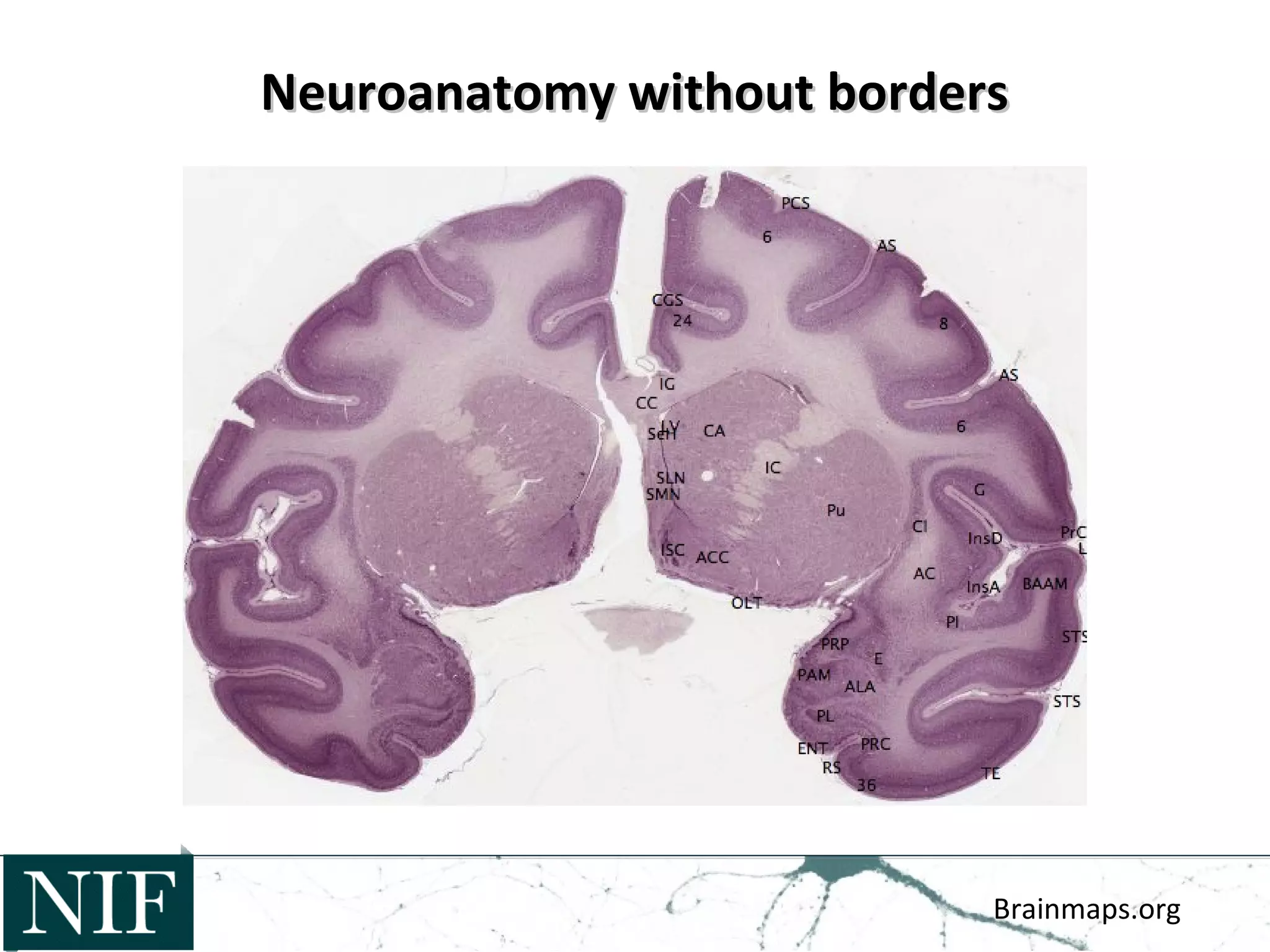 Neuroanatomy without bordersNeuroanatomy without borders
Brainmaps.org
 