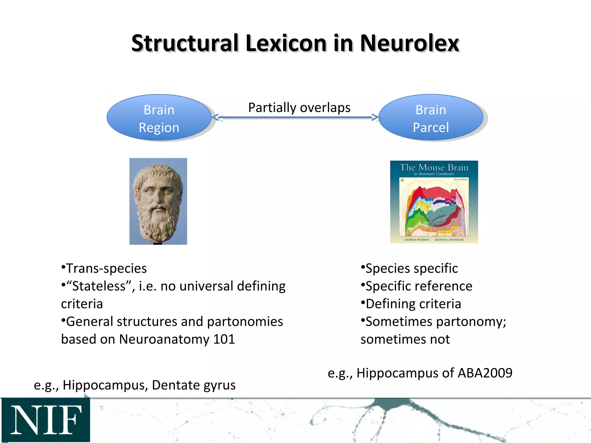 Structural Lexicon in NeurolexStructural Lexicon in Neurolex
Brain
Region
Brain
Region
Brain
Parcel
Brain
Parcel
•Trans-species
•“Stateless”, i.e. no universal defining
criteria
•General structures and partonomies
based on Neuroanatomy 101
Partially overlaps
e.g., Hippocampus, Dentate gyrus
•Species specific
•Specific reference
•Defining criteria
•Sometimes partonomy;
sometimes not
e.g., Hippocampus of ABA2009
 