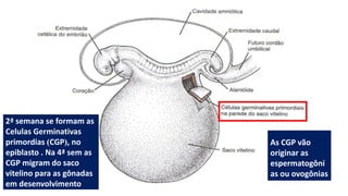 2ª semana se formam as
Celulas Germinativas
primordias (CGP), no
epiblasto . Na 4ª sem as
CGP migram do saco
vitelino para as gônadas
em desenvolvimento
As CGP vão
originar as
espermatogôni
as ou ovogônias
 