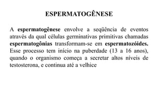 ESPERMATOGÊNESE
A espermatogênese envolve a seqüência de eventos
através da qual células germinativas primitivas chamadas
espermatogônias transformam-se em espermatozóides.
Esse processo tem início na puberdade (13 a 16 anos),
quando o organismo começa a secretar altos níveis de
testosterona, e continua até a velhice
 