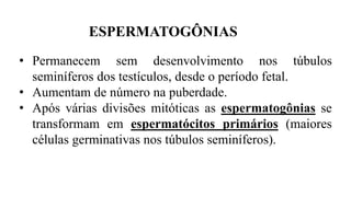 ESPERMATOGÔNIAS
• Permanecem sem desenvolvimento nos túbulos
seminíferos dos testículos, desde o período fetal.
• Aumentam de número na puberdade.
• Após várias divisões mitóticas as espermatogônias se
transformam em espermatócitos primários (maiores
células germinativas nos túbulos seminíferos).
 