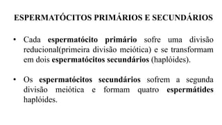 ESPERMATÓCITOS PRIMÁRIOS E SECUNDÁRIOS
• Cada espermatócito primário sofre uma divisão
reducional(primeira divisão meiótica) e se transformam
em dois espermatócitos secundários (haplóides).
• Os espermatócitos secundários sofrem a segunda
divisão meiótica e formam quatro espermátides
haplóides.
 