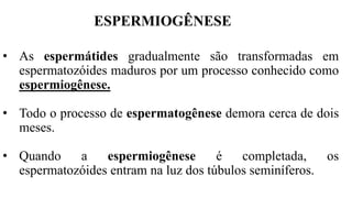 ESPERMIOGÊNESE
• As espermátides gradualmente são transformadas em
espermatozóides maduros por um processo conhecido como
espermiogênese.
• Todo o processo de espermatogênese demora cerca de dois
meses.
• Quando a espermiogênese é completada, os
espermatozóides entram na luz dos túbulos seminíferos.
 