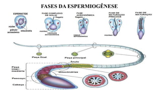 FASES DA ESPERMIOGÊNESE
 