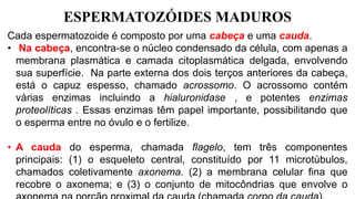 ESPERMATOZÓIDES MADUROS
Cada espermatozoide é composto por uma cabeça e uma cauda.
• Na cabeça, encontra-se o núcleo condensado da célula, com apenas a
membrana plasmática e camada citoplasmática delgada, envolvendo
sua superfície. Na parte externa dos dois terços anteriores da cabeça,
está o capuz espesso, chamado acrossomo. O acrossomo contém
várias enzimas incluindo a hialuronidase , e potentes enzimas
proteolíticas . Essas enzimas têm papel importante, possibilitando que
o esperma entre no óvulo e o fertilize.
• A cauda do esperma, chamada flagelo, tem três componentes
principais: (1) o esqueleto central, constituído por 11 microtúbulos,
chamados coletivamente axonema. (2) a membrana celular fina que
recobre o axonema; e (3) o conjunto de mitocôndrias que envolve o
 