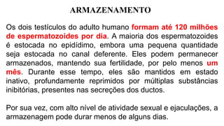 ARMAZENAMENTO
Os dois testículos do adulto humano formam até 120 milhões
de espermatozoides por dia. A maioria dos espermatozoides
é estocada no epidídimo, embora uma pequena quantidade
seja estocada no canal deferente. Eles podem permanecer
armazenados, mantendo sua fertilidade, por pelo menos um
mês. Durante esse tempo, eles são mantidos em estado
inativo, profundamente reprimidos por múltiplas substâncias
inibitórias, presentes nas secreções dos ductos.
Por sua vez, com alto nível de atividade sexual e ejaculações, a
armazenagem pode durar menos de alguns dias.
 