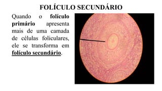 FOLÍCULO SECUNDÁRIO
Quando o folículo
primário apresenta
mais de uma camada
de células foliculares,
ele se transforma em
folículo secundário.
 