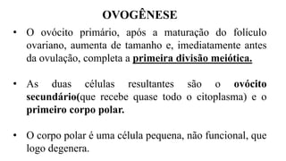 • O ovócito primário, após a maturação do folículo
ovariano, aumenta de tamanho e, imediatamente antes
da ovulação, completa a primeira divisão meiótica.
• As duas células resultantes são o ovócito
secundário(que recebe quase todo o citoplasma) e o
primeiro corpo polar.
• O corpo polar é uma célula pequena, não funcional, que
logo degenera.
OVOGÊNESE
 