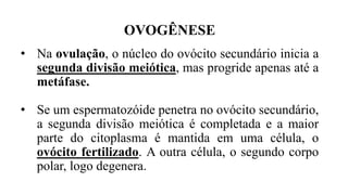 • Na ovulação, o núcleo do ovócito secundário inicia a
segunda divisão meiótica, mas progride apenas até a
metáfase.
• Se um espermatozóide penetra no ovócito secundário,
a segunda divisão meiótica é completada e a maior
parte do citoplasma é mantida em uma célula, o
ovócito fertilizado. A outra célula, o segundo corpo
polar, logo degenera.
OVOGÊNESE
 