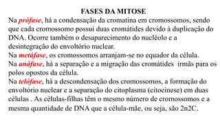 FASES DA MITOSE
Na prófase, há a condensação da cromatina em cromossomos, sendo
que cada cromossomo possui duas cromátides devido à duplicação do
DNA. Ocorre também o desaparecimento do nucléolo e a
desintegração do envoltório nuclear.
Na metáfase, os cromossomos arranjam-se no equador da célula.
Na anáfase, há a separação e a migração das cromátides irmãs para os
polos opostos da célula.
Na telófase, há a descondensação dos cromossomos, a formação do
envoltório nuclear e a separação do citoplasma (citocinese) em duas
células . As células-filhas têm o mesmo número de cromossomos e a
mesma quantidade de DNA que a célula-mãe, ou seja, são 2n2C.
 