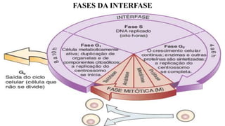 FASES DA INTERFASE
 