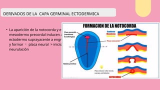 3ra_a_la_8_va_semana_103embriologia.pptx