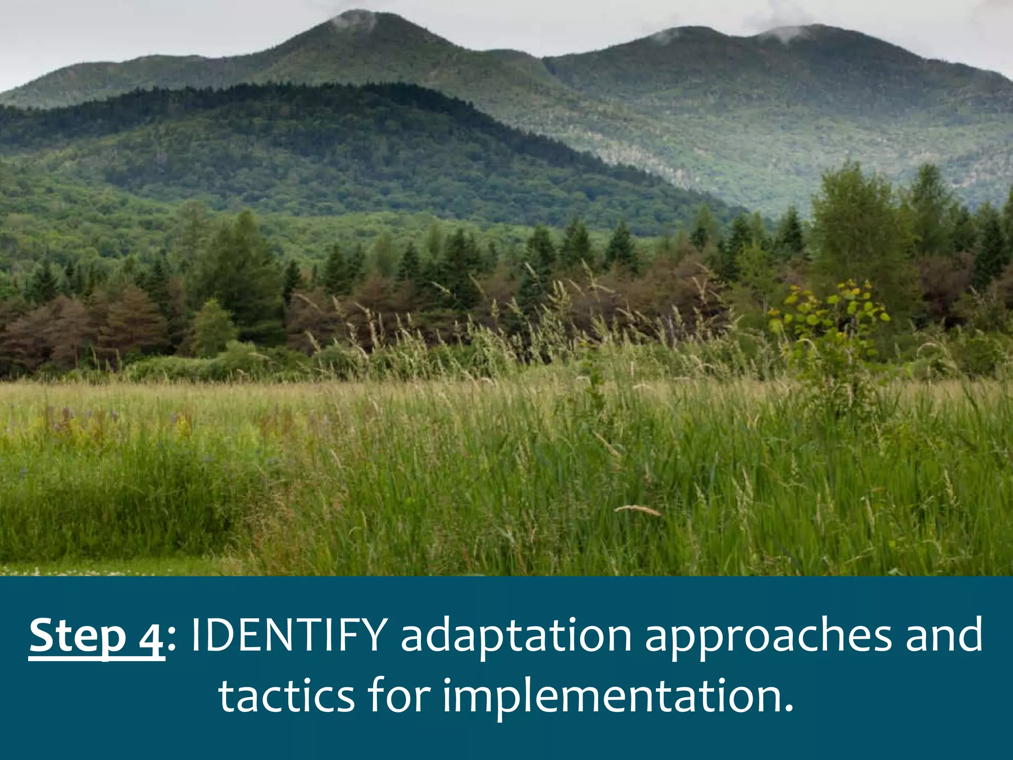 Step 4: IDENTIFY adaptation approaches and
tactics for implementation.
 