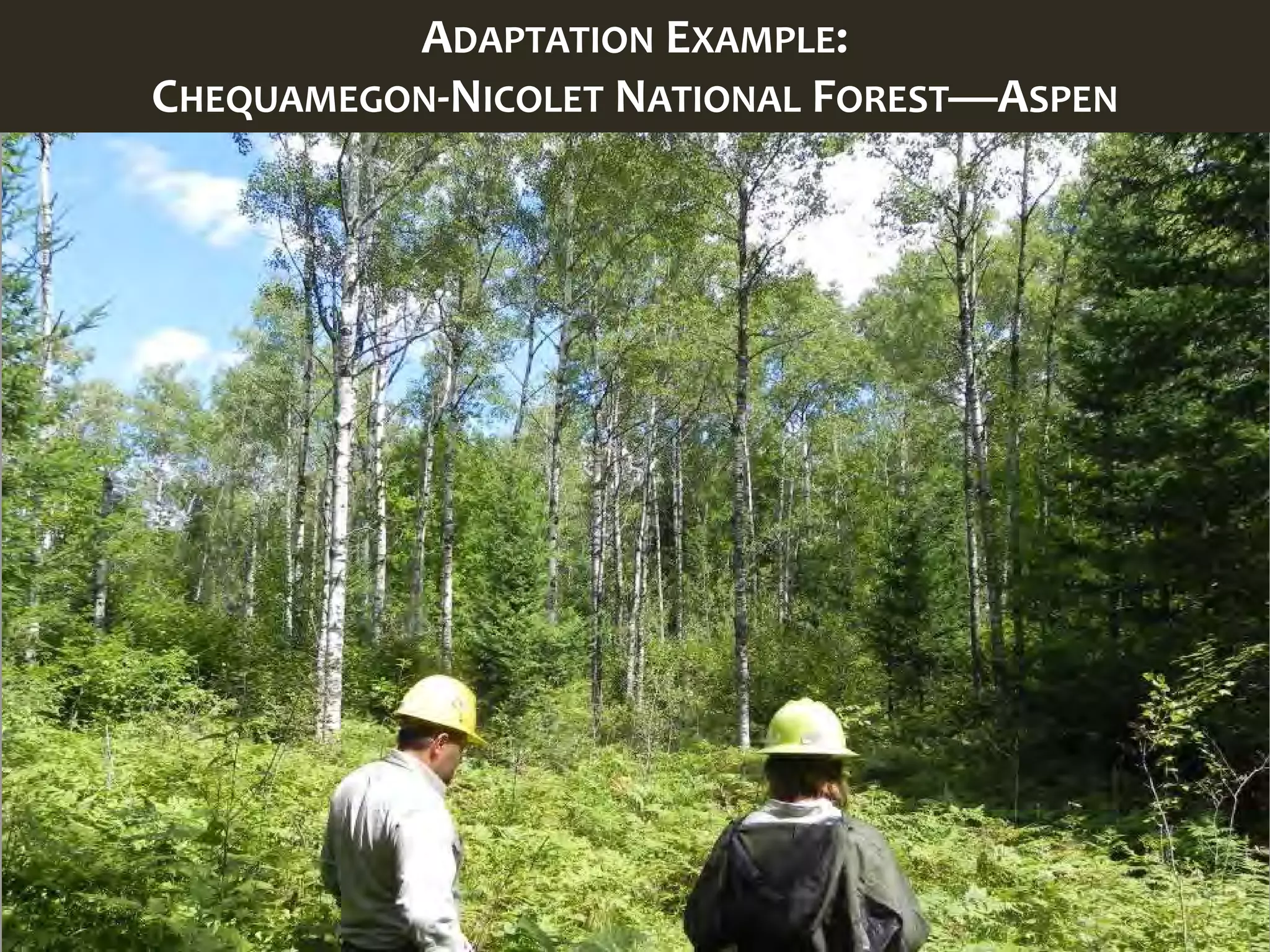 ADAPTATION EXAMPLE:
CHEQUAMEGON-NICOLET NATIONAL FOREST—ASPEN
 