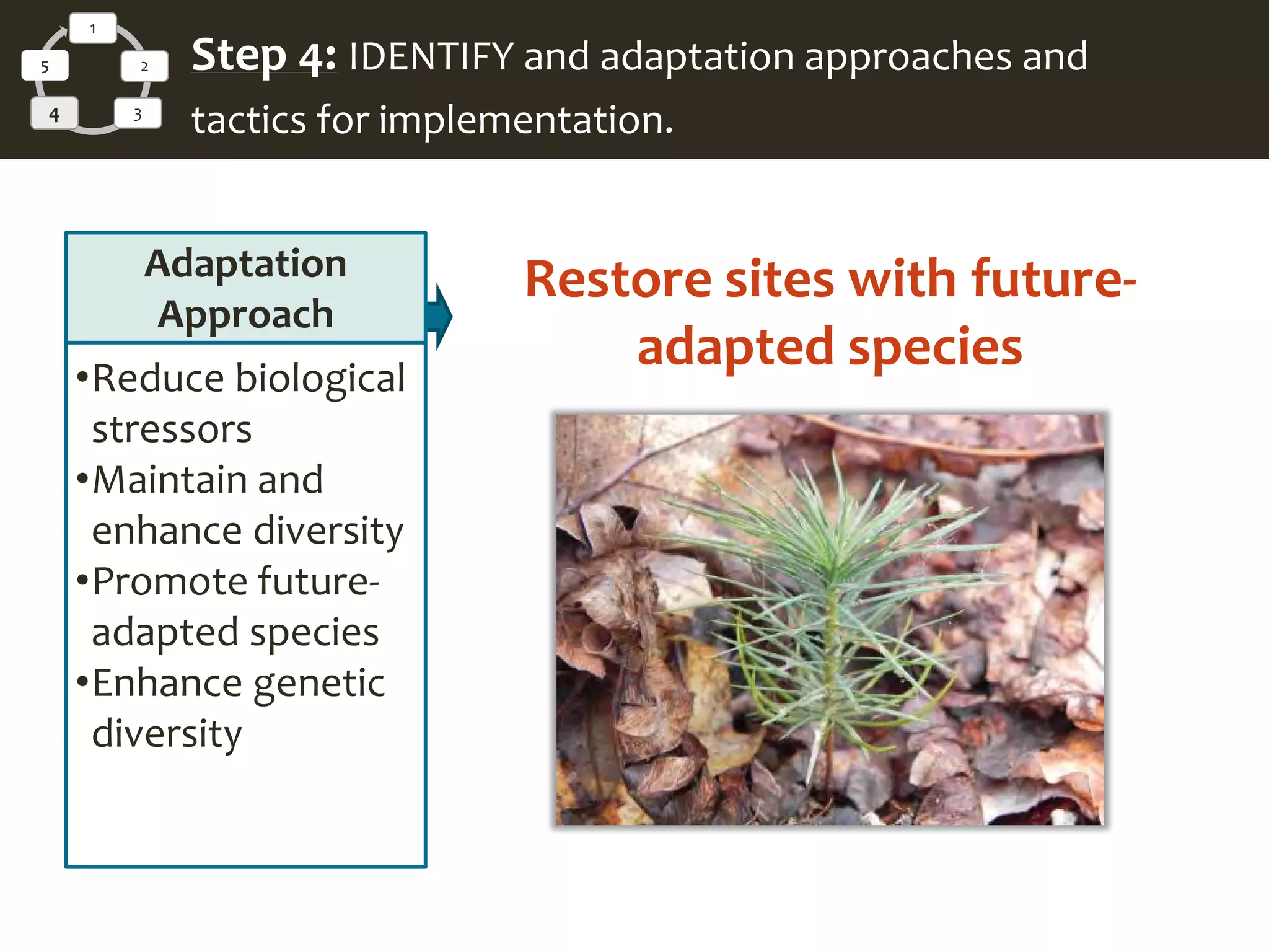 Adaptation
Approach
•Reduce biological
stressors
•Maintain and
enhance diversity
•Promote future-
adapted species
•Enhance genetic
diversity
Restore sites with future-
adapted species
1
2
34
5 Step 4: IDENTIFY and adaptation approaches and
tactics for implementation.
 