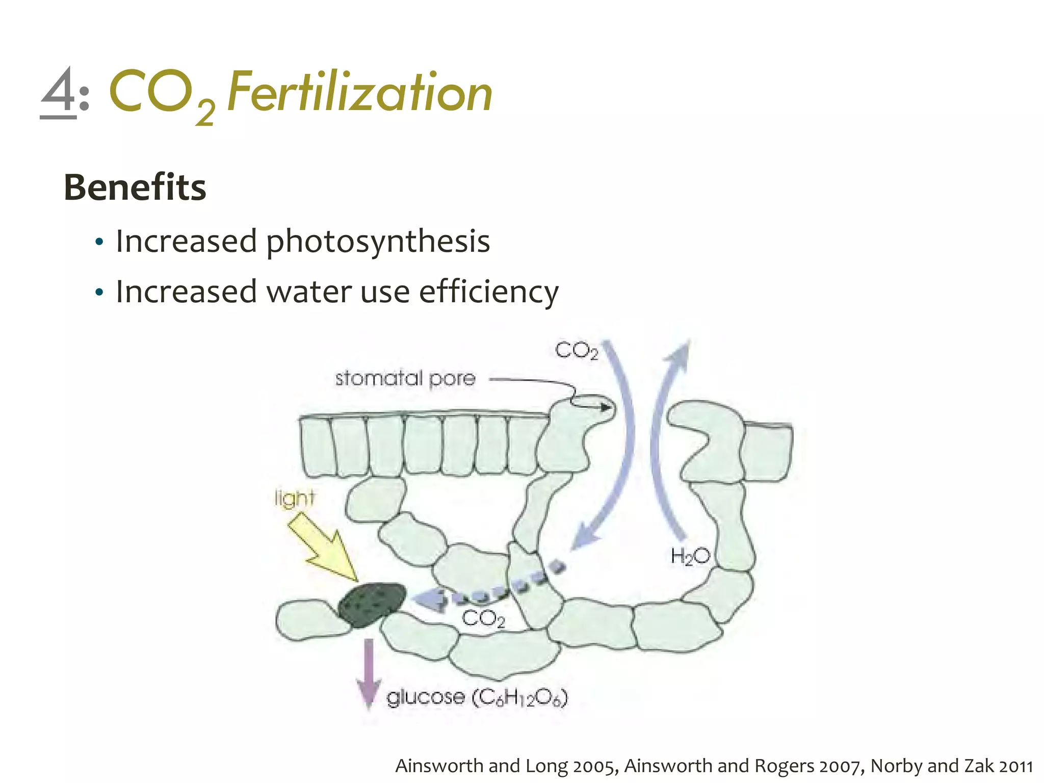 4: CO2 Fertilization
Benefits
• Increased photosynthesis
• Increased water use efficiency
Ainsworth and Long 2005, Ainsworth and Rogers 2007, Norby and Zak 2011
 