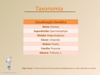 Taxonomia  Trigo Comum  - ( Triticum aestivum ) Uma espécie hexaplóide que é a mais cultivada no mundo. Prof. Andretty Coimbra Classificação Científica Reino:  Plantae Superdivisão:  Spermatophyta Divisão:  Magnoliophyta Classe:  Liliopsida  Ordem:  Poales Família:  Poaceae Gênero:  Triticum,  L. 