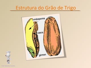 Estrutura do Grão de Trigo Prof. Andretty Coimbra 