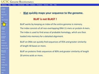 §   Blat quickly maps your sequence to the genome.

             BLAT is not BLAST !
BLAT works by keeping an index of the entire genome in memory.
The index consists of all non-overlapping DNA 11-mers or protein 4-mers.
The index is used to find areas of probable homology, which are then
loaded into memory for a detailed alignment.

BLAT on DNA can quickly find sequences of 95% and greater similarity
of length 40 bases or more.

BLAT on proteins finds sequences of 80% and greater similarity of length
20 amino acids or more.
 