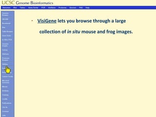 §   VisiGene lets you browse through a large

    collection of in situ mouse and frog images.
 