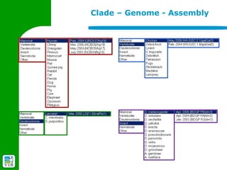 Clade – Genome - Assembly
 